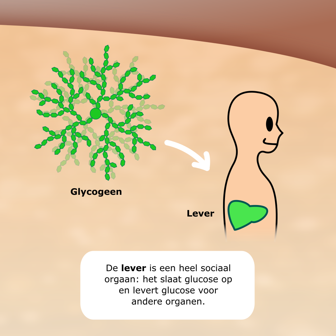 GSD-9 (Fosforylase-b-kinase deficiëntie) infographic afbeelding 5